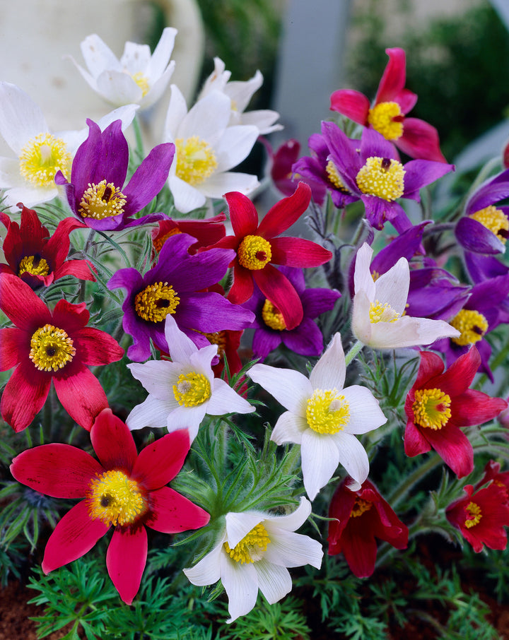 Semillas Mezcladas de Flor de Pascua Herencia No-GMO Alta Germinación Semillas Orgánicas para Jardín
