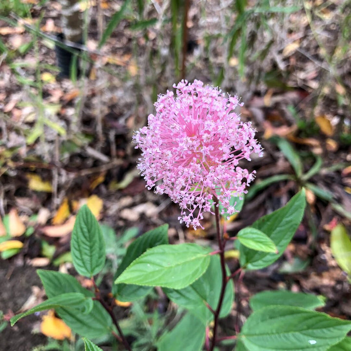 Pink Ceanothus Flower Seeds for Planting – Heirloom Non-GMO High Germination Seeds