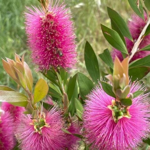 Bottle Brush Flower Seeds Pink – Heirloom Non-GMO High Germination Seeds