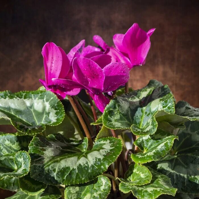 Dark Pink Cyclamen Flower Seeds – Heirloom Non-GMO High Germination Seeds