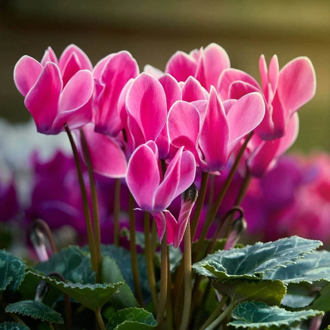 Cyclamen Flower Seeds Perennial Pink – Heirloom, Non-GMO, High Germination Organic Garden Seeds for Planting Seeds for Planting