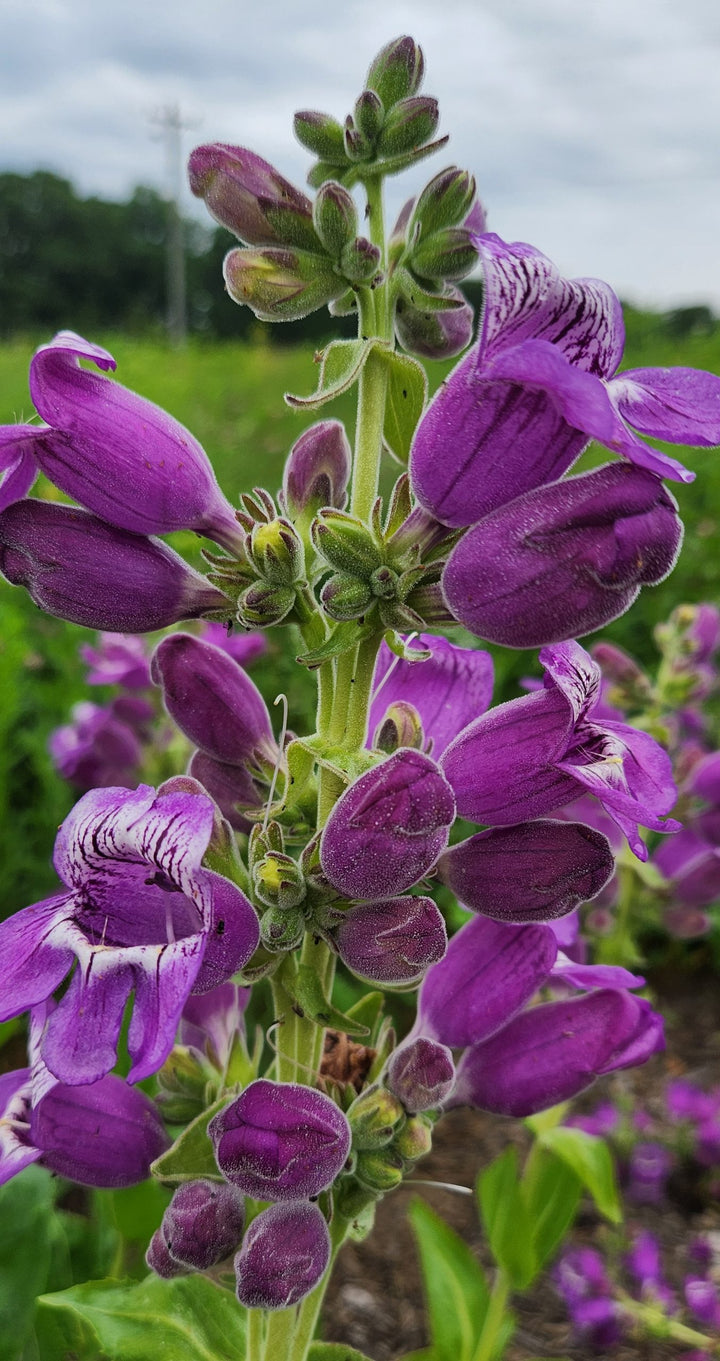 Lila Penstemon Blumensamen – Alte Sorte, gentechnikfrei, hohe Keimfähigkeit, Bio-Gartensamen zum Pflanzen