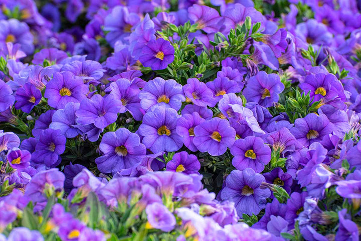 Violet Calibrachoa Flower Seeds – Heirloom, Non-GMO, High Germination, Organic Garden Seeds
