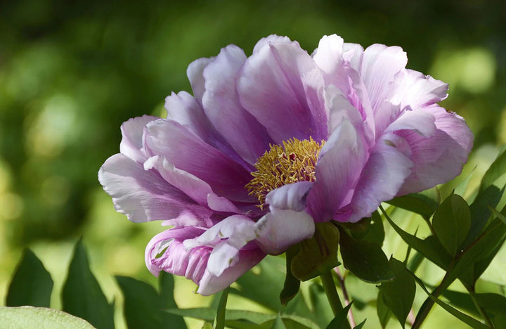 Peony Flower Seeds Purple – Heirloom, Non-GMO, High Germination Seeds