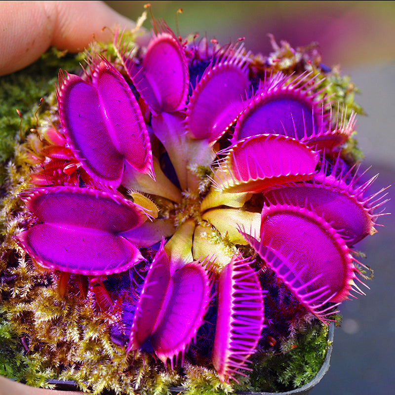 Purple Venus herb seeds