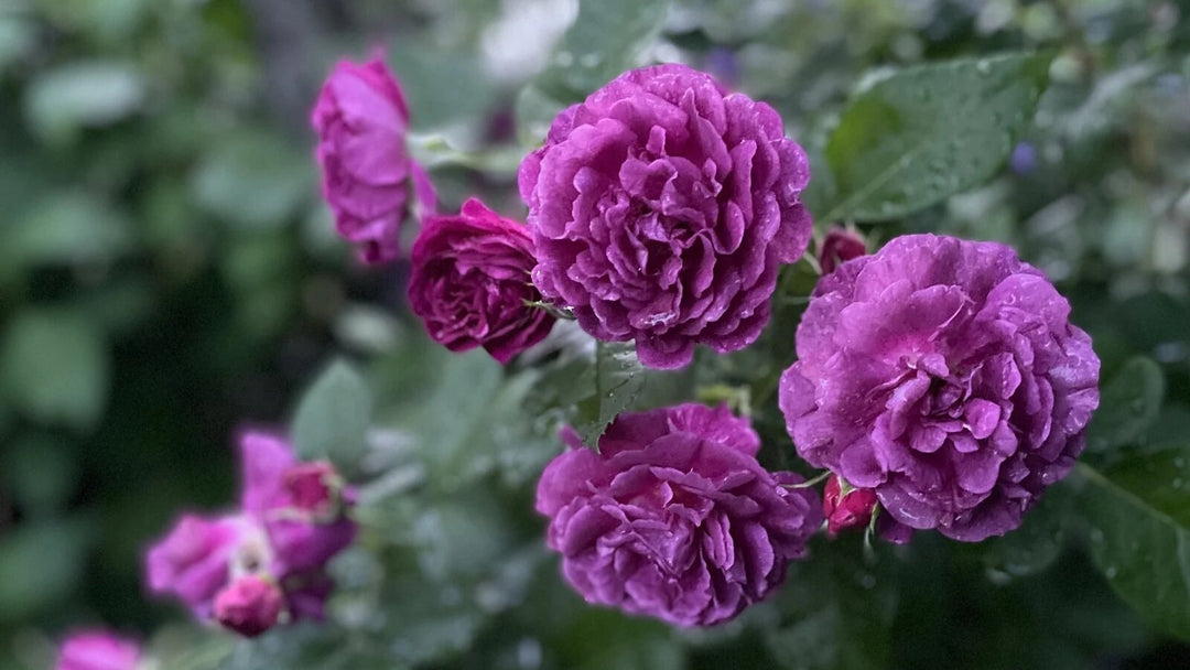 Purple Floribunda Flower Seeds – Heirloom, Non-GMO, High Germination Organic Seeds