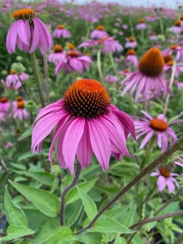 Pink Echinacea Flower Seeds – Heirloom, Non-GMO, High Germination Seeds for Planting