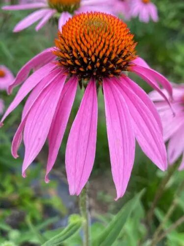 Echinacea Flower Seeds Pink – Heirloom Non-GMO High Germination Seeds for Planting