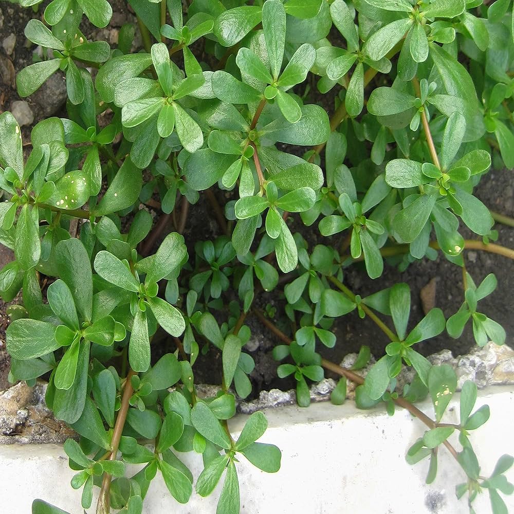Purslane Portulaca herb seeds