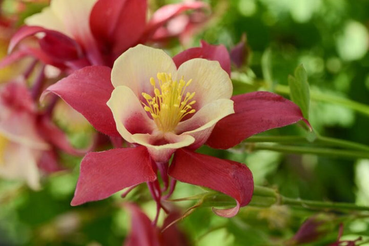 Yellow Red Aquilegia Flower Seeds for Planting Heirloom Non-GMO High Germination Organic Garden Seeds