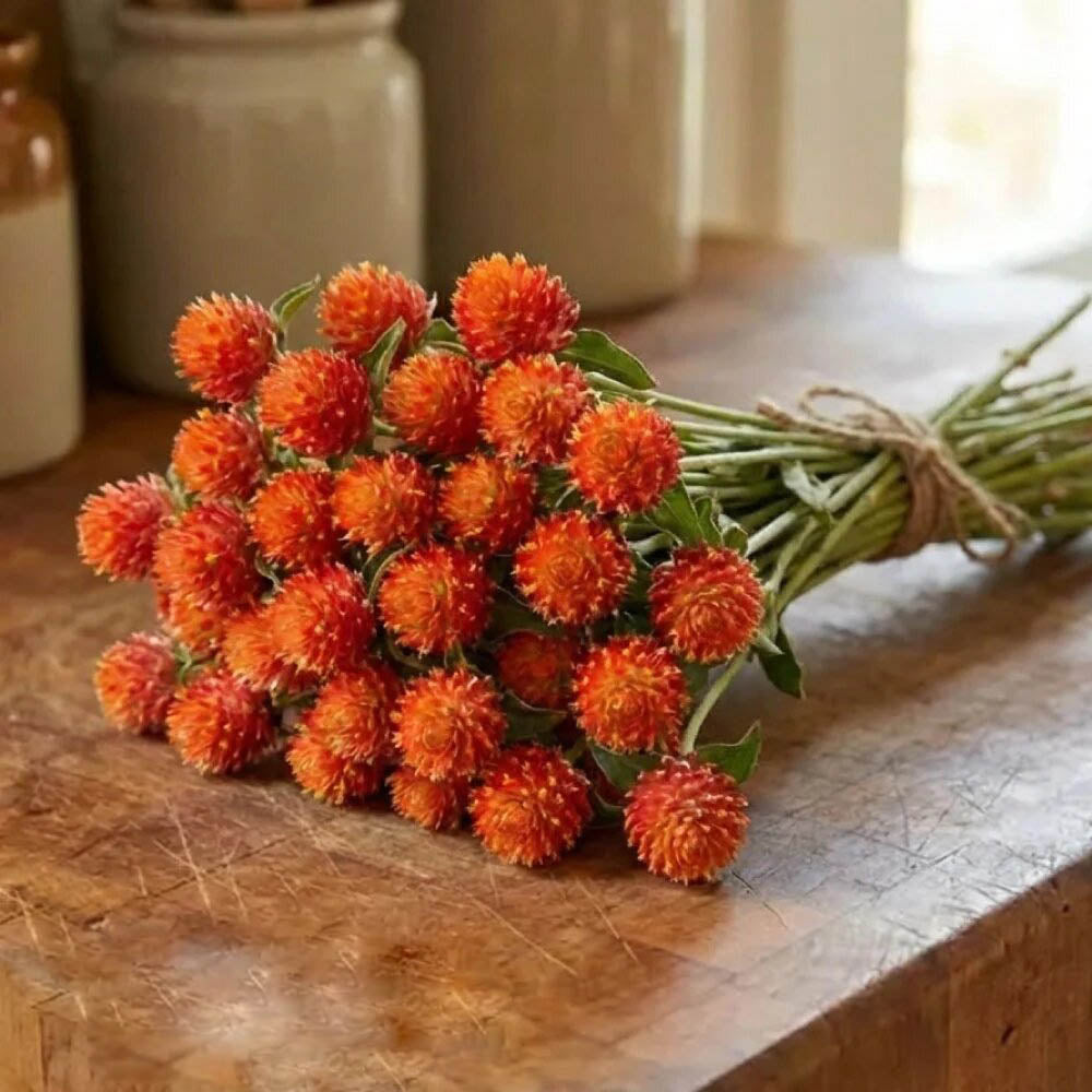 Orange Gomphrena Flower Seeds – Heirloom, Non-GMO, High Germination Seeds