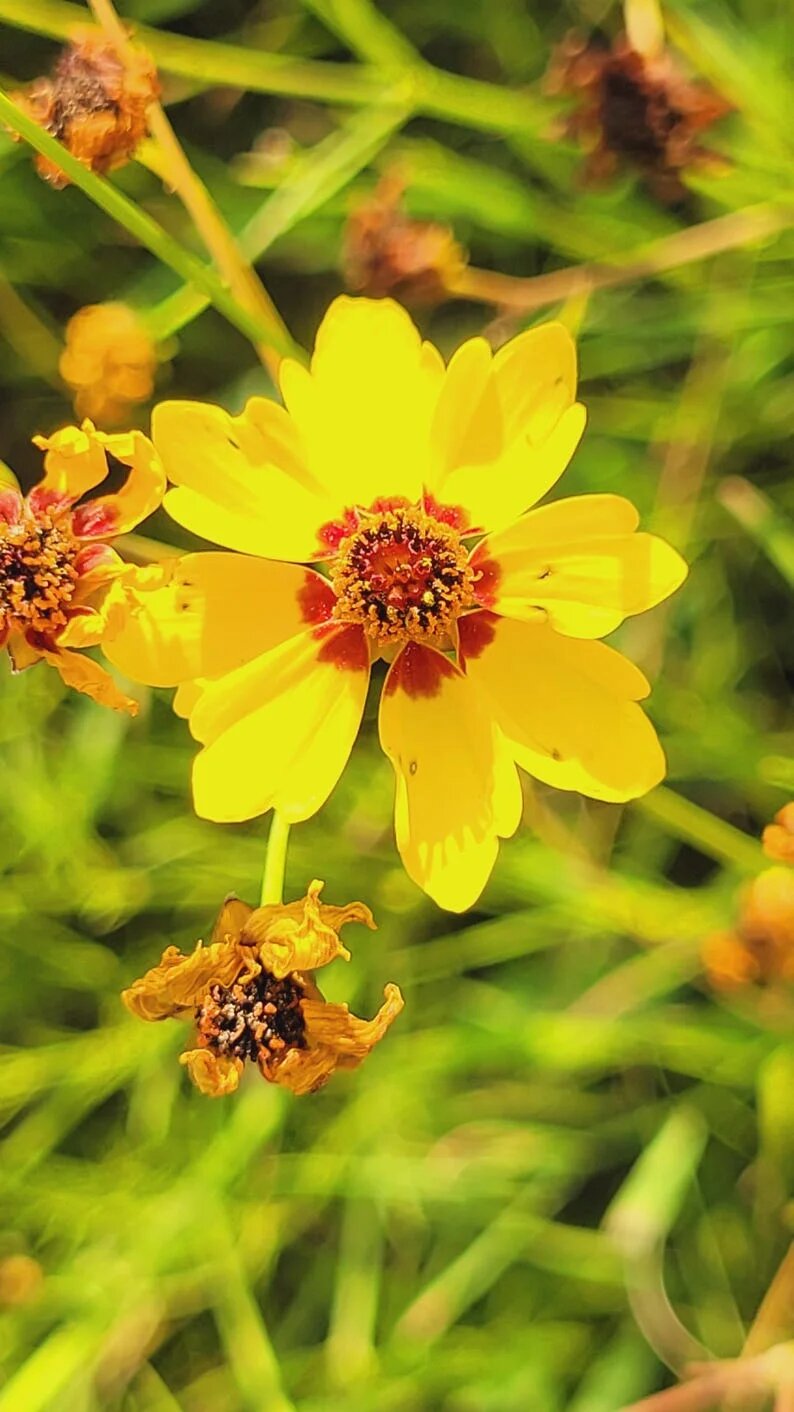 Coreopsis Flower Seeds Yellow Red – Heirloom Non-GMO High Germination Seeds