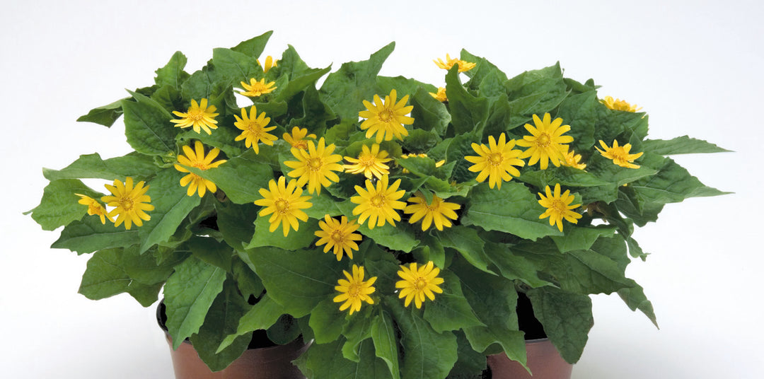 Yellow Melampodium Paludosum Flower Seeds – Heirloom, Non-GMO Seeds