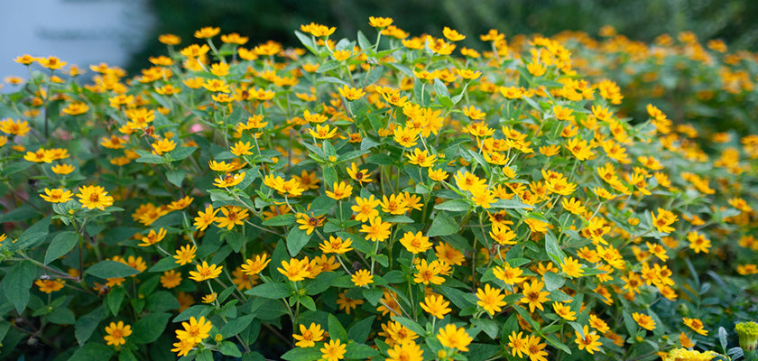 Yellow Melampodium Paludosum Flower Seeds – Heirloom, Non-GMO Seeds