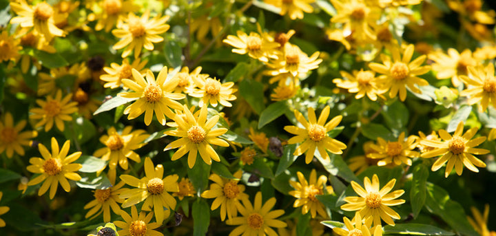 Yellow Melampodium Paludosum Flower Seeds – Heirloom, Non-GMO Seeds