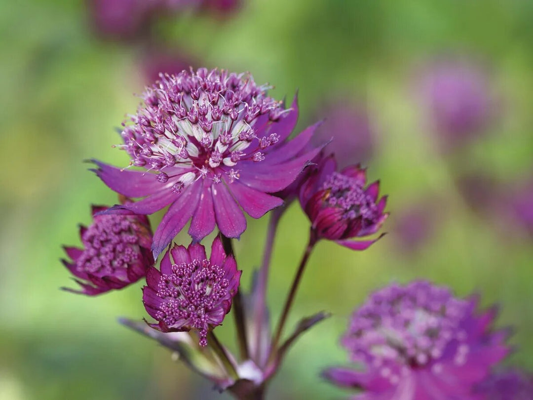 Purple Astrantia Flower Seeds for Planting – Heirloom Non-GMO High Germination Organic Seeds