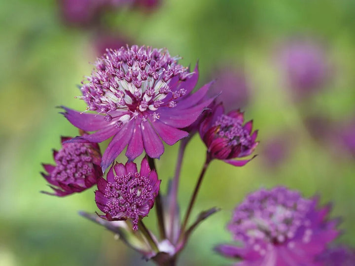 Purple Astrantia Flower Seeds for Planting – Heirloom Non-GMO High Germination Organic Seeds