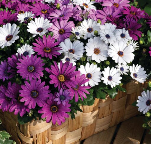 Mixed Daisy Osteospermum Flower Seeds – Heirloom, Non-GMO, High Germination Seeds