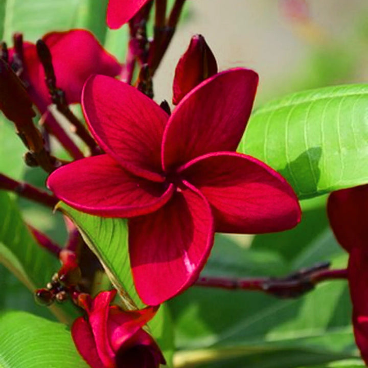 Semillas de Flor de Frangipani Rojo – Cimiente, No-GMO, Alta Germinación