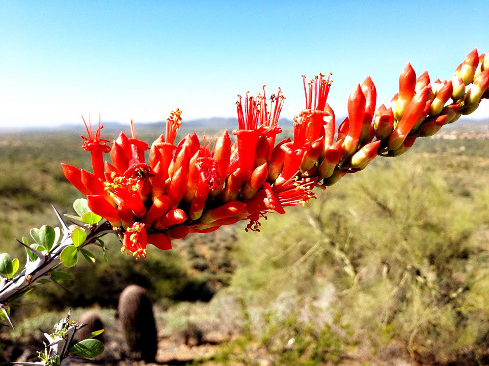 Ocotillo Flower Seeds Orange – Heirloom, Non-GMO, High Germination Seeds