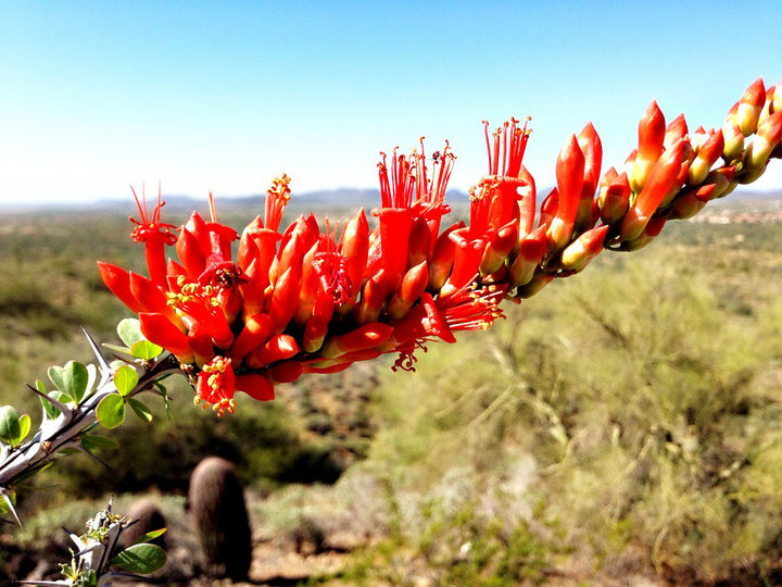 Ocotillo Flower Seeds Orange – Heirloom, Non-GMO, High Germination Seeds