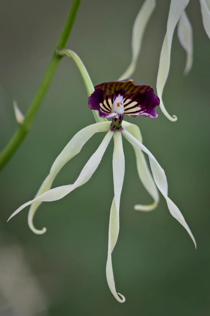 White Clamshell Orchid Flower Seeds – Heirloom, Non-GMO, High Germination Organic Seeds