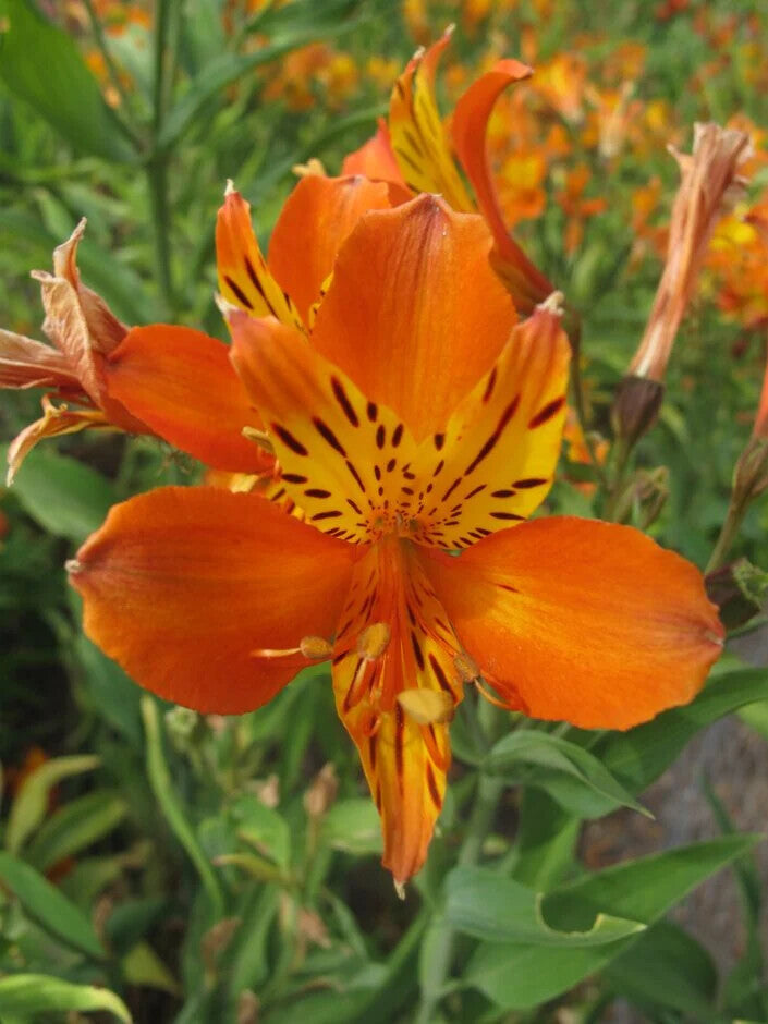 Orange Alstroemeria Flower Seeds – Heirloom Non-GMO High Germination Seeds