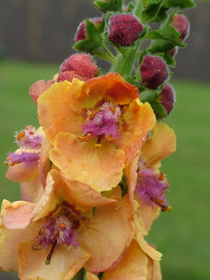 Orange Verbascum Flower Seeds – Heirloom, Non-GMO, High Germination Seeds