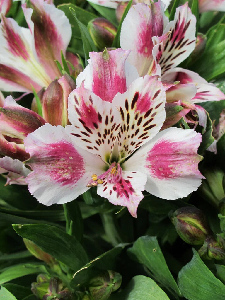 White Pink Alstroemeria Flower Seeds Heirloom Non-GMO High Germination Organic Garden Seeds for Planting
