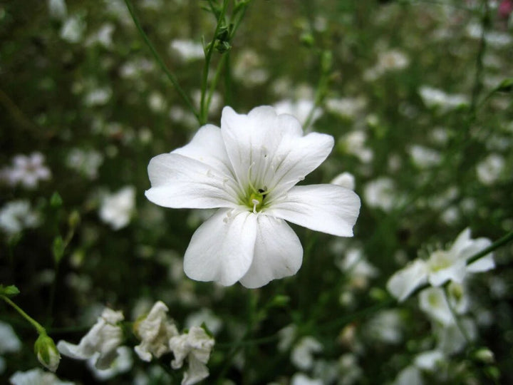 White Gypsophila Flowers Seeds – Heirloom, Non-GMO, High Germination Seeds