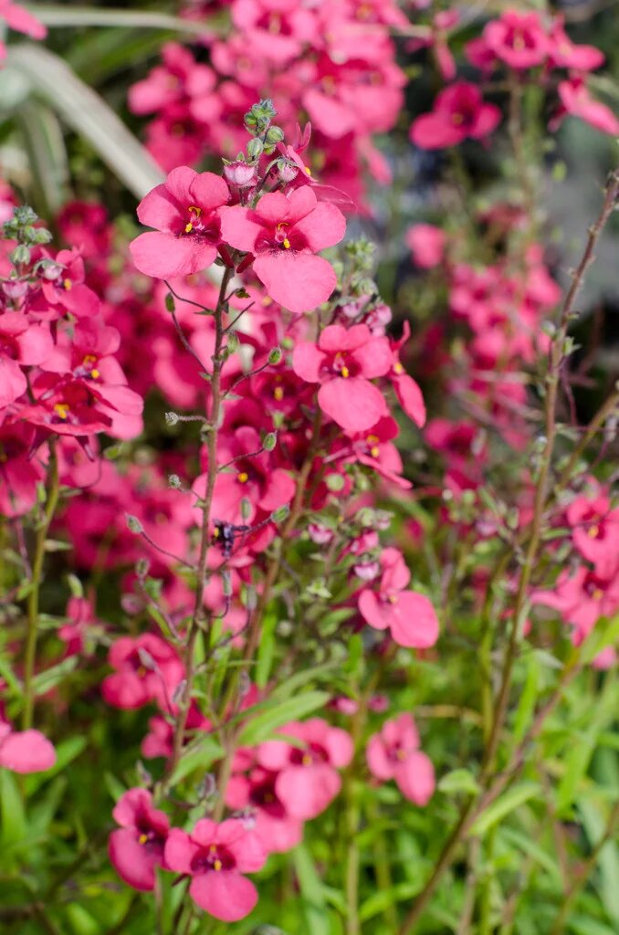 Diascia Rose Flower Seeds for Planting – Heirloom Non-GMO High Germination Seeds