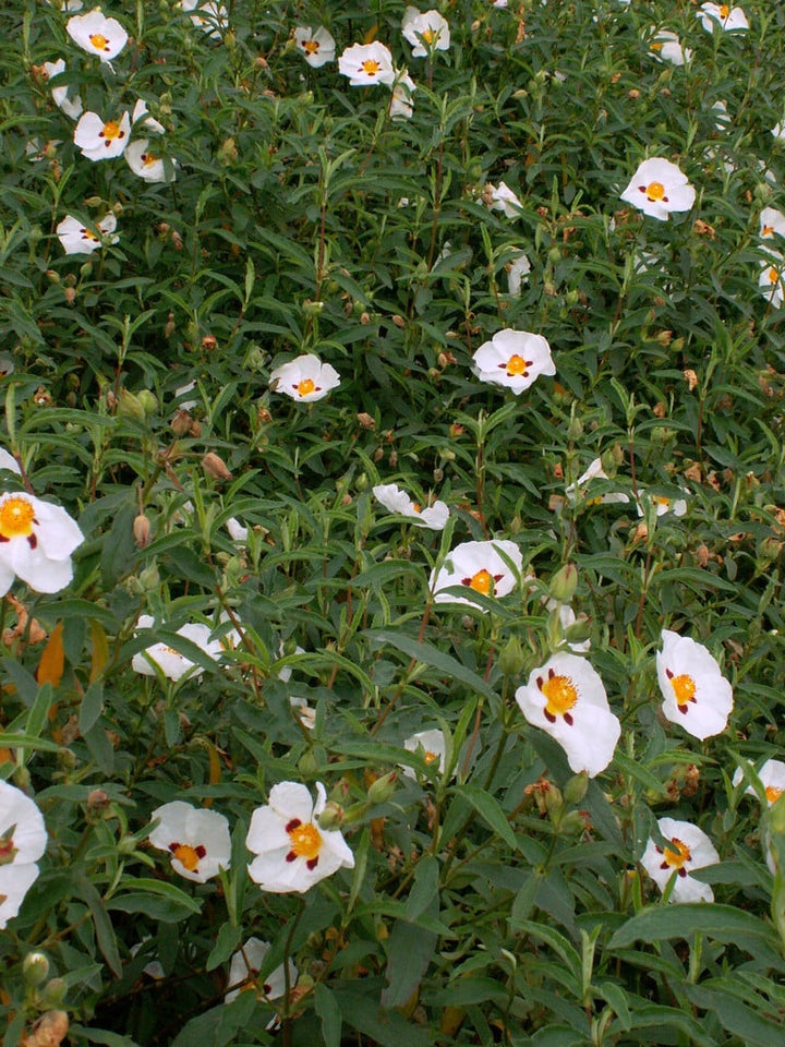 Cistus Flower Seeds for Planting – Heirloom, Non-GMO, High Germination Organic Garden Seeds