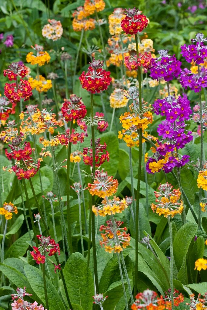 Mix Candelabra Flower Seeds – Heirloom, Non-GMO, High Germination Seeds