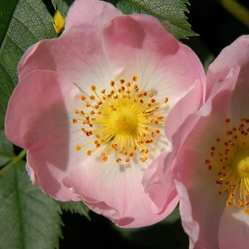 Canina Flower Seeds – Heirloom, Non-GMO, High Germination Organic Garden Seeds