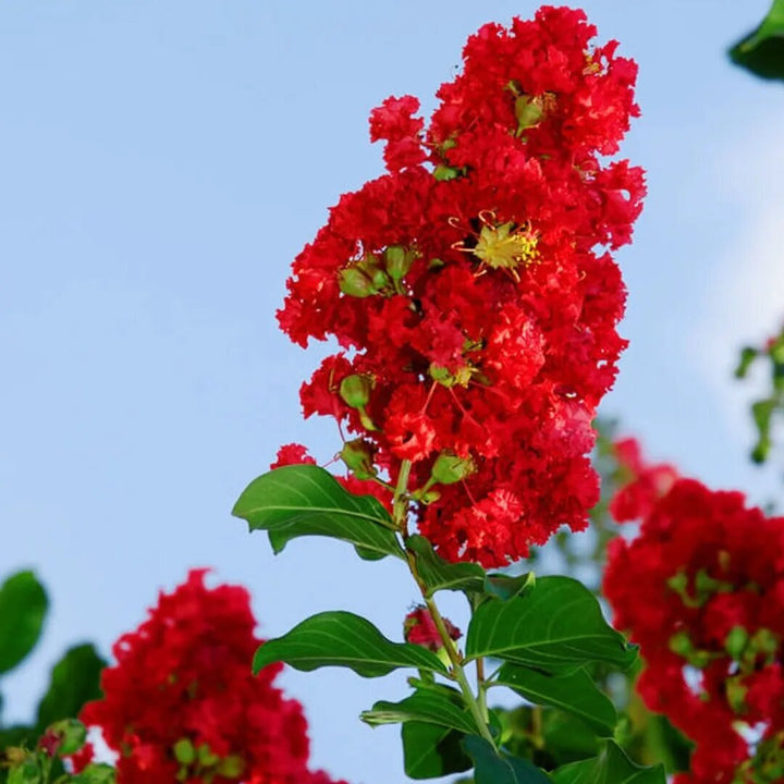 Semillas de flores de crespón rojo – Semillas de jardín orgánicas, reliquia, sin OMG, de alta germinación para plantar