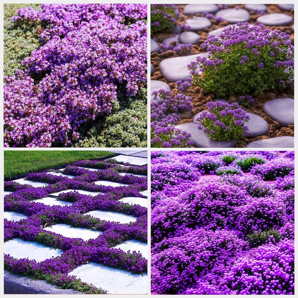 Rainbow Rock herb seeds