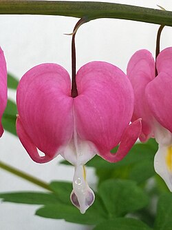 Pink Lamprocapnos Flower Seeds – Heirloom, Non-GMO, High Germination Seeds
