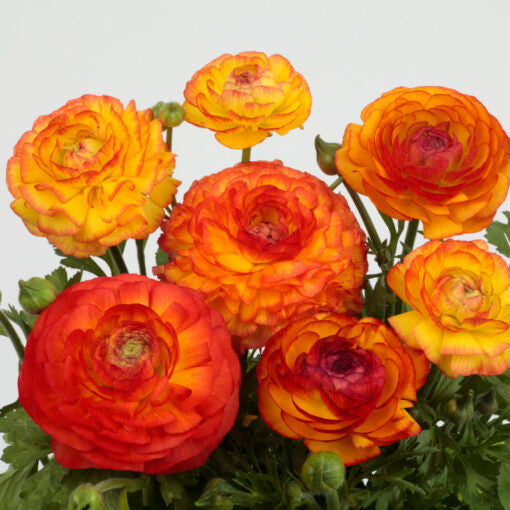 ranunculus bicolor flower seeds