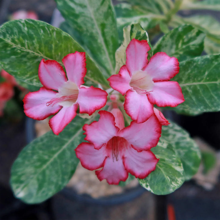 White Pink Adenium Obesum Flower Seeds Heirloom Non-GMO High Germination Organic Garden Seeds for Planting