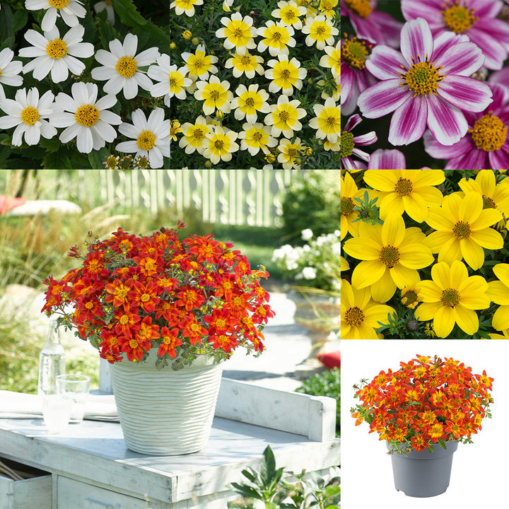 Mixed Bidens Flower Seeds for Planting – Heirloom Non-GMO High Germination Organic Garden Seeds