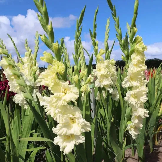 rchdecorationdriedflowerpotentialgradualbloominglonglastingcutflowervanhouttecutflowerheirloomnongmohighgerminationorganicgarden flower seeds