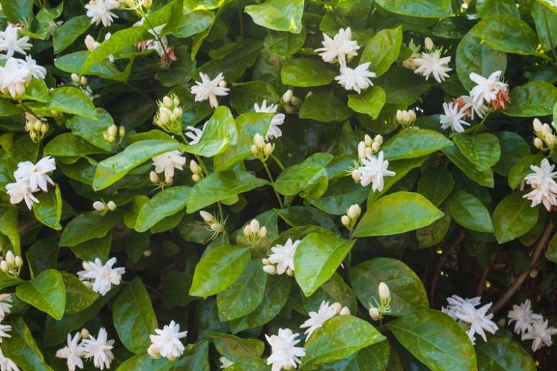 Jasminum Sambac Jasmine Flower Seeds – Heirloom, Non-GMO, High Germination Seeds