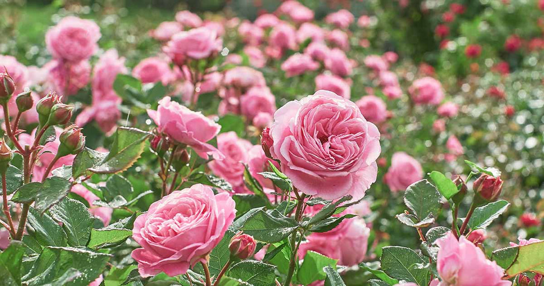 Blooming Rose Flower Seeds For Planting – Heirloom, Non-GMO, High Germination Organic Garden Seeds