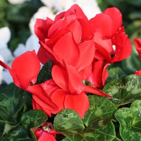 Red Cyclamen Flower Seeds – Heirloom Non-GMO High Germination Seeds