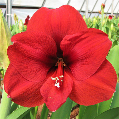 Amaryllis Flower Seeds Red for Planting – Heirloom Non-GMO High Germination Organic Seeds