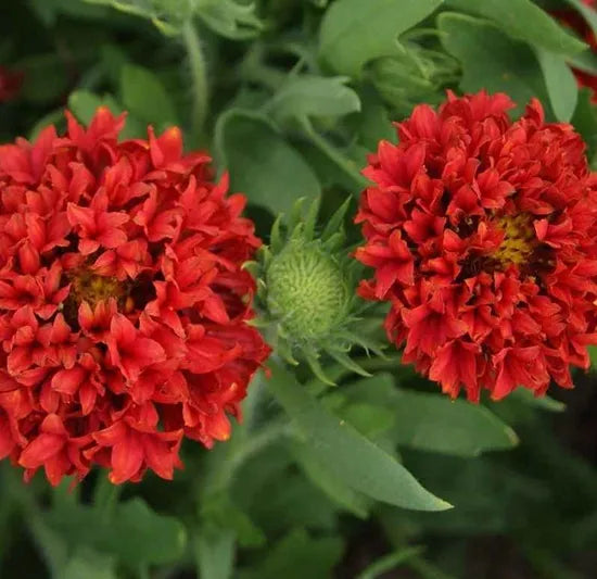 redannualherbflowergaillardiasundaceheirloomnongmohighgerminationorganicgarden flower seeds