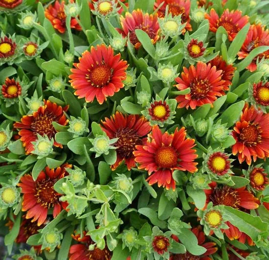 redperennialvarietiesflowergaillardiaaristataheirloomnongmohighgerminationorganicgarden flower seeds