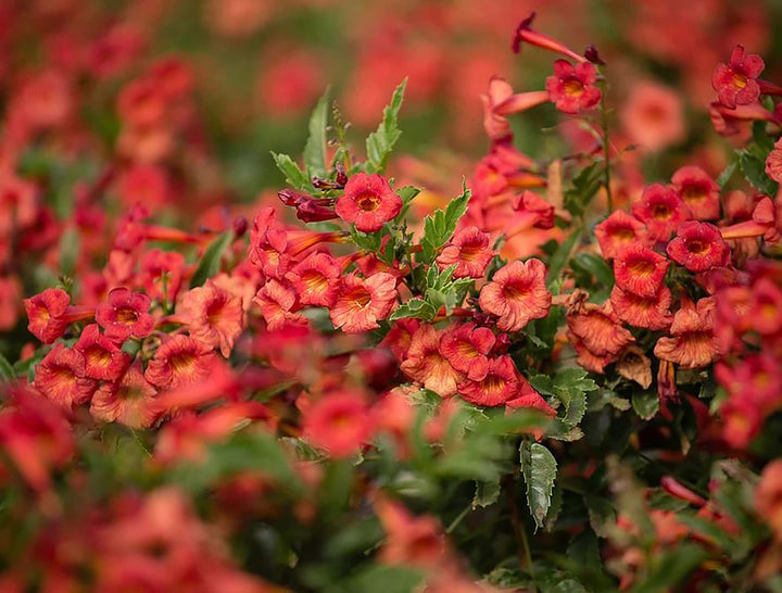 Erysimum Flower Seeds Red – Heirloom, Non-GMO, High Germination Organic Garden Seeds