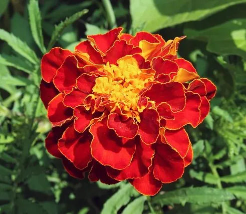 redmarigoldflowerfastgrowingdiseaseresistantmarigoldforsaleheirloomnongmohighgerminationorganicgarden flower seeds