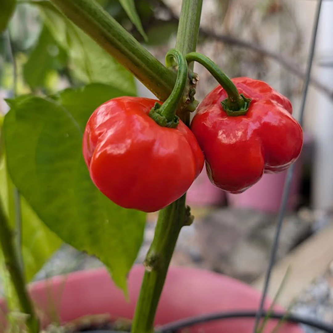 trinidad pot flower seeds